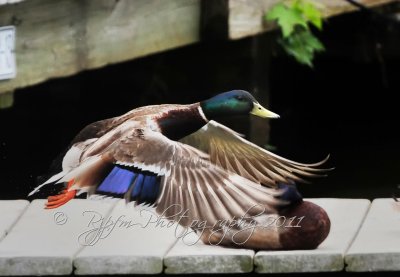  Mallard Duck Old Town  Alexandria Va