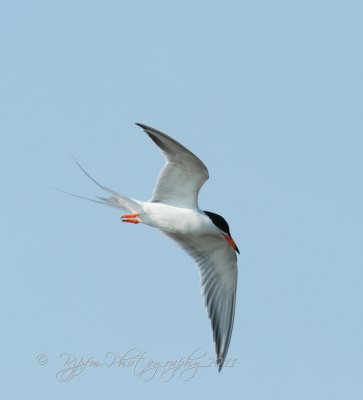 Common Tern Chincoteague NWR Va