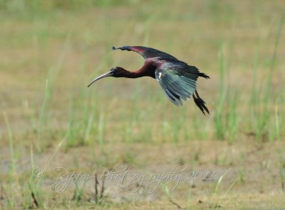 Glossy Ibis Chincoteague NWR Va
