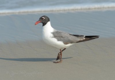 Franklin's Gull Chincoteague NWR Va