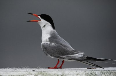 Common Tern Chincoteague NWR Va