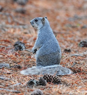 Delmara Fox  Squirrel Endangered  Chincoteague NWR Va