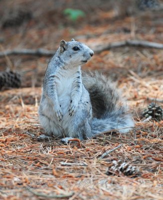 Delmara Fox Squirrel Endangered  Chincoteague NWR Va