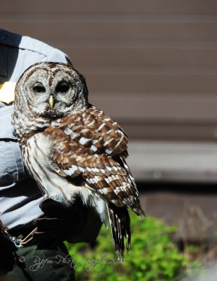 Barrel Owl  Big Meadows NP Va