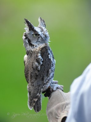 Eastern Screech Owl Big Meadows NP Va