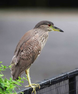 Juvenile Black-crowned Night Heron  National Zoo WDC