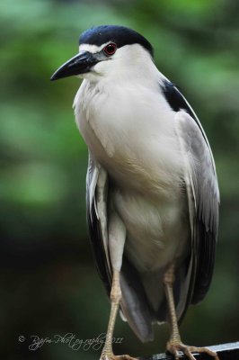 Black-crowned Night Heron  National Zoo WDC