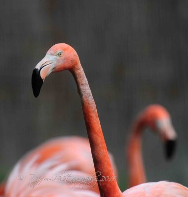 Pink Flamingo National Zoo WDC