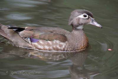 Wood Duck National Zoo WDC