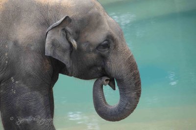 Elephant National Zoo WDC