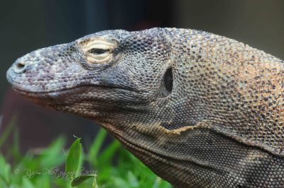 Komodo Dragon National Zoo WDC