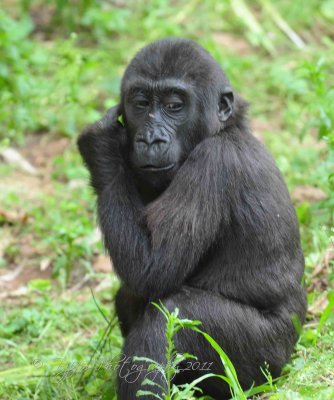 Baby Gorilla National Zoo WDC