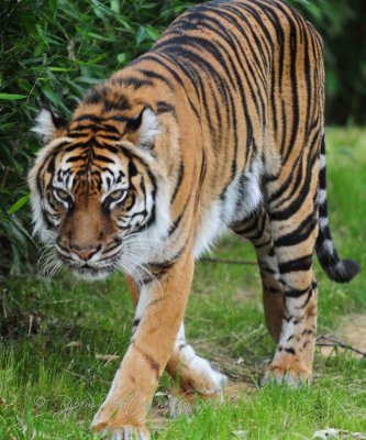 Sumatra Tiger  National Zoo WDC