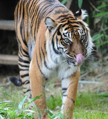 Sumatra Tiger  National Zoo WDC