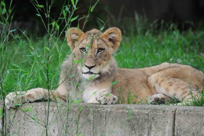  Lions Cub National Zoo WDC