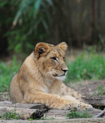  Lions Cub National Zoo WDC