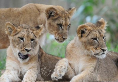  Lions Cubs National Zoo WDC