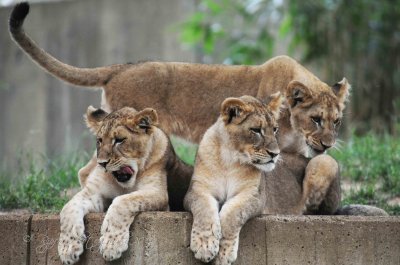  Lions Cubs National Zoo WDC