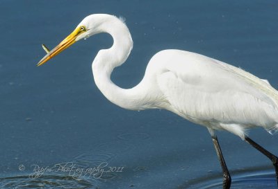 Great White Egret Chincoteague , NWR, Va