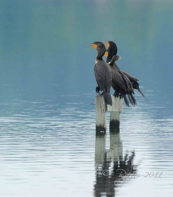 Double-crested Cormorant Blackwater Md