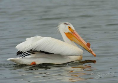 White Pelican Blackwater Md