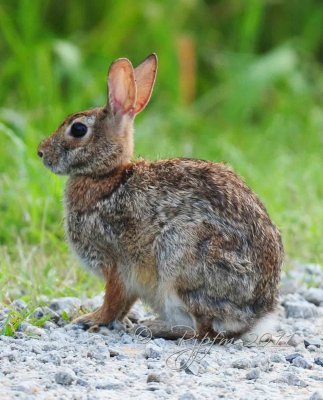 Eastern Cottontail Rabitt Occoquan NWR Va