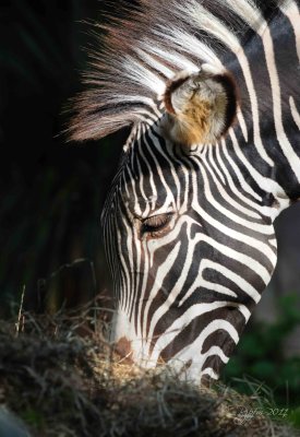 Zebra  DC National Zoo