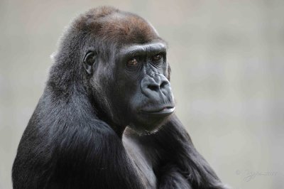 Gorilla DC National Zoo