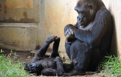 Gorilla Mother & Child DC National Zoo