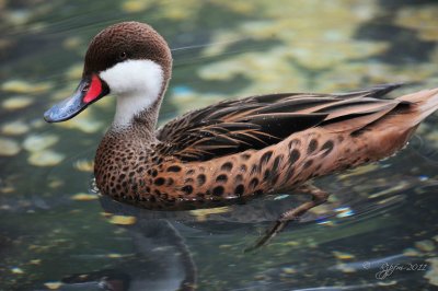 White-cheeked Pintail DC National Zoo