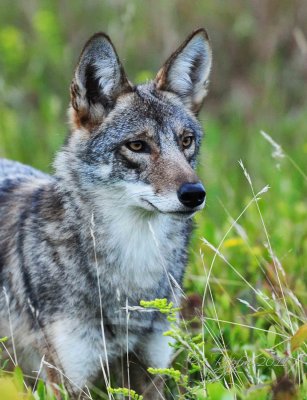  Coyote Big Meadows NP Va