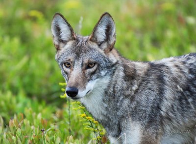 Coyote Big Meadows NP Va