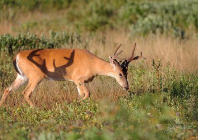 White-tailed Deer Big Meadows NP,Va