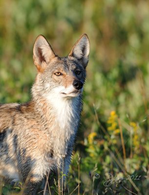 Coyote Big Meadows, Va