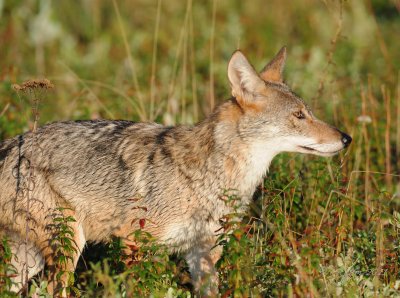 Coyote Big Meadows, Va