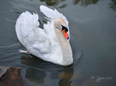 Swan  le Pertre Fr