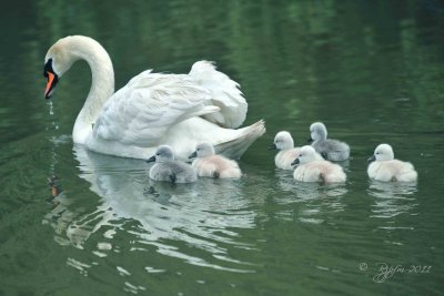 Swan and Cygnet le Pertre Fr