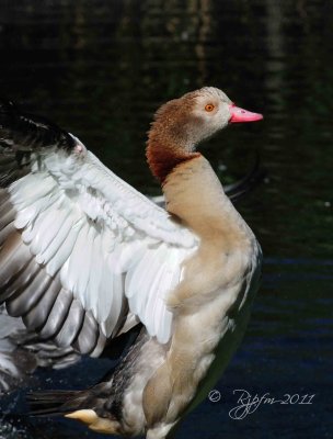 Brown-headed Goose Regent Park London UK