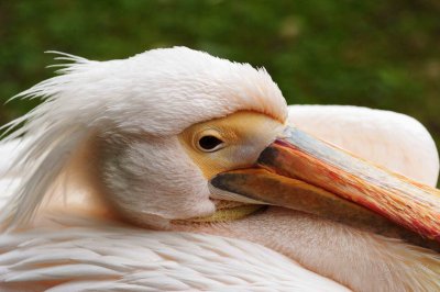 Pelican St.James Park London Uk