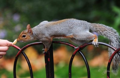 Gray  Squirrel St James Park  London Uk