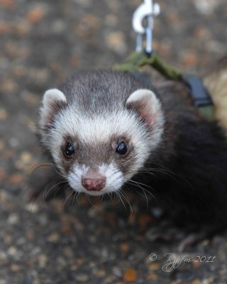 Ferret  St James Park  London UK