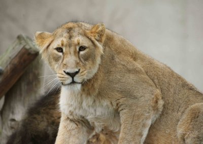 Lion  London Zoo