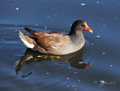 Water Hen Regent Park London Uk