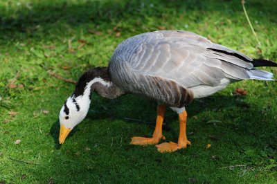 Bar-headed  Goose Regent  Park London UK.jpg