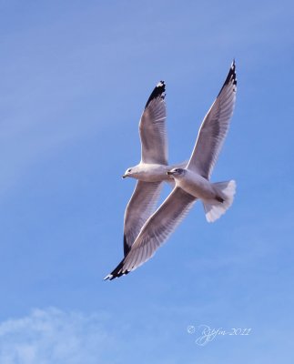 Ring-billed Gull Accotink Lake