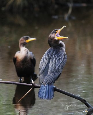 Double-crested Cormoran Chincoteague NWR