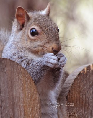 Eastern Gray Squirrel, Va