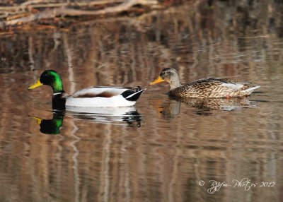 Mallard Chincoteague NWR