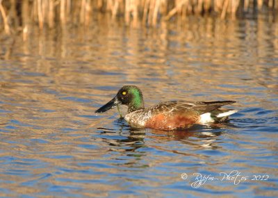 Northern Shoveler Chincoteague NWR