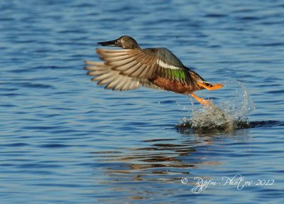 Northern Shoveler  Chincoteague NWR